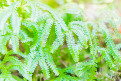 家庭,蕨类,非凡的,塞舌尔,地形,绿色,动物,剑 fern,美,水平画幅