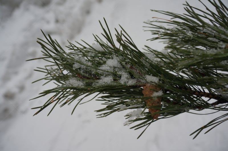 枝,松木,冰川,落叶松,灌木林,冰柱,深雪,水,风,水平画幅