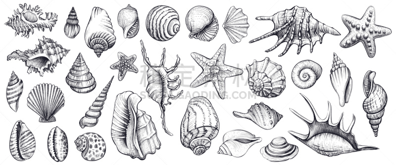 贝壳,矢量,绘画插图,动物手,海扇壳,海螺,海星,蛤,海上建筑,紫贝