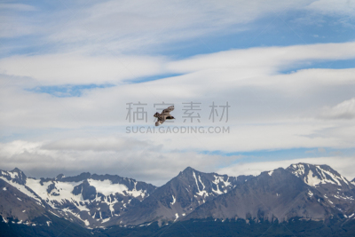 贼鸥,火地群岛,米格鲁海峡,阿根廷乌斯怀亚市,鸟类,阿根廷,山脉,智利,在上面,飞