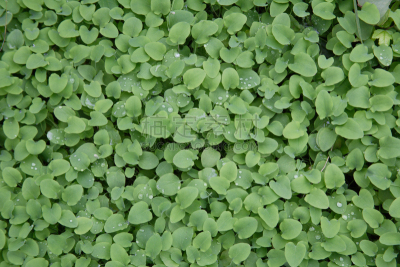 薄荷,宝冢市,兵库县,自然,水平画幅,秋天,无人,日本,户外,材料