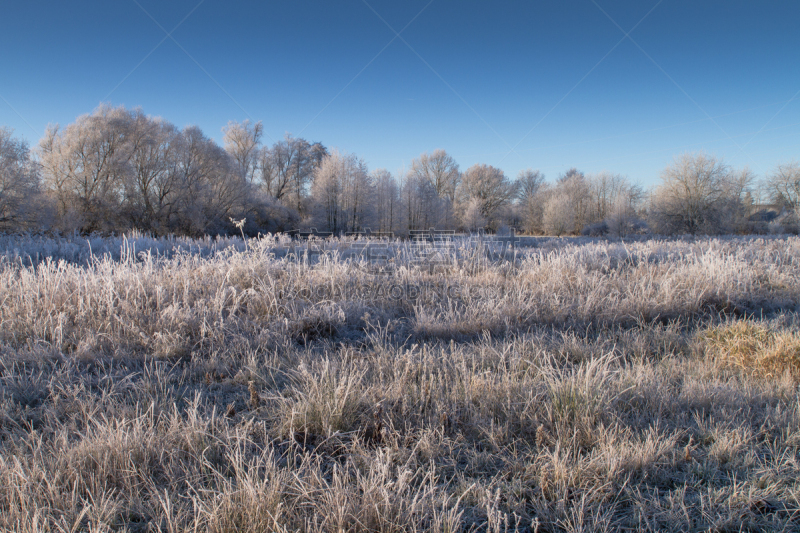 早晨,冰,克雷菲尔德,自然,水平画幅,雪,无人,草,特写,自然美