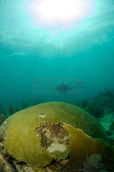 浅的,礁石,垂直画幅,水肺潜水,沙子,无人,户外,干净,gruntfish,海草