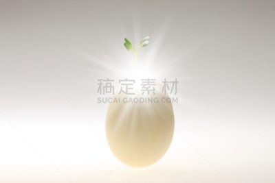 蛋,双叶区,自然,水平画幅,绿色,鸡蛋,无人,植物,新生活,破碎的