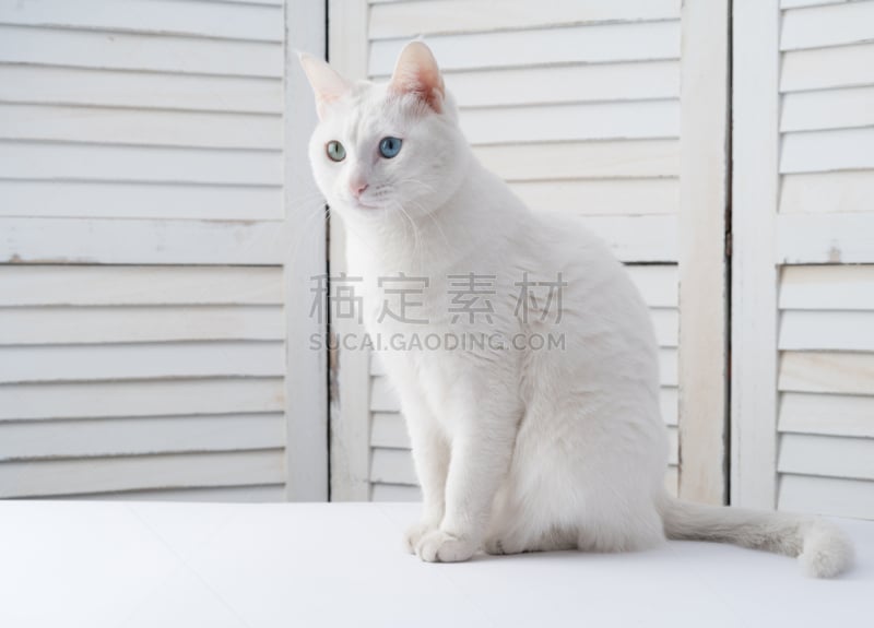 野生猫科动物,纯洁,白色,不同颜色眼睛,美,水平画幅,可爱的,蓝色,猫科动物,动物身体部位