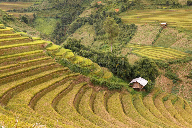 梯田,田地,越南,稻,拉茶,mud pot,查济,白族,水稻梯田,灌溉设备