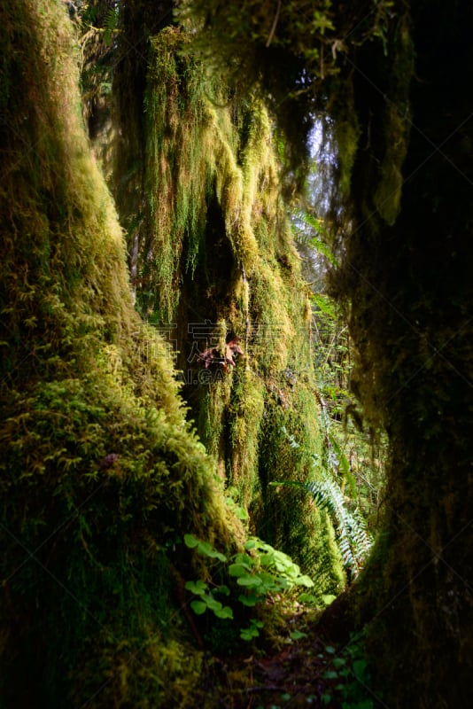 quinault rainforest,苔藓,纹理,国际生物圈保护区,美国西加云杉树,奥林匹克山,西方铅笔柏,铁杉树,树冠,奥林匹克山脉