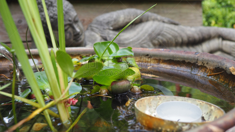 佛,茶蜡,水生植物,水平画幅,蜜蜂,木制,大特写,溶解,摄影,花