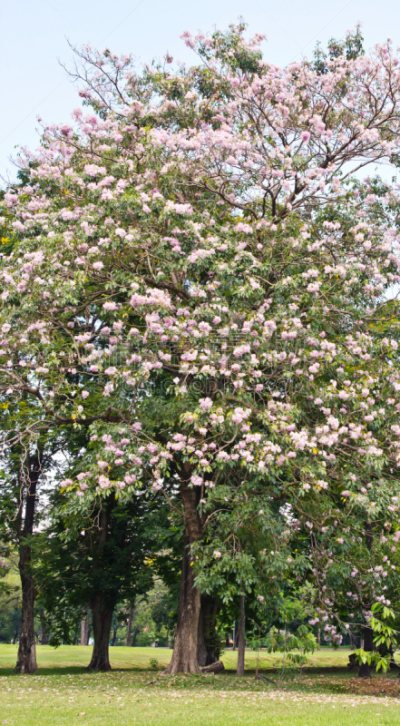粉色,小号,紫薇科树,自然,垂直画幅,公园,无人,户外,春天,植物