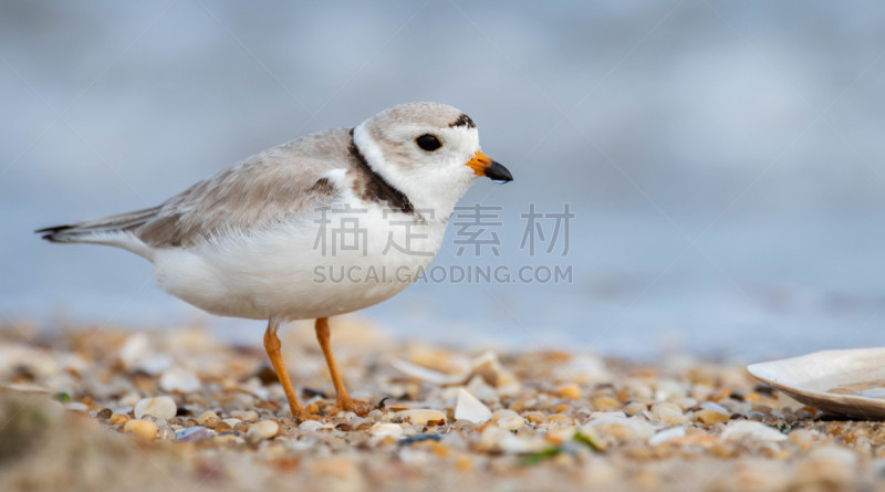 鸻,自然,濒危物种,野生动物,笛鸻,图像,美国,小的,动物,鸟类