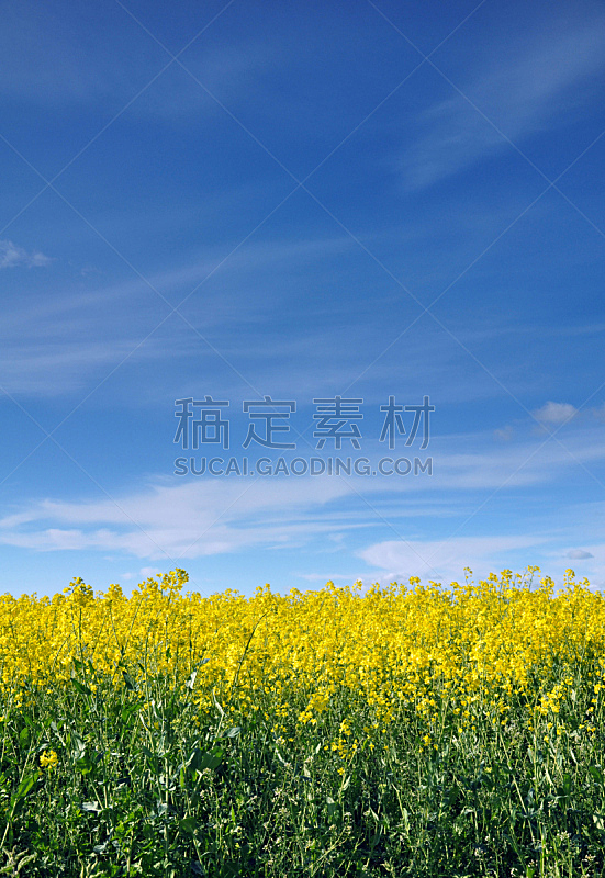 田地,油菜花,垂直画幅,天空,地形,无人,蓝色,户外,云景,绿松石色
