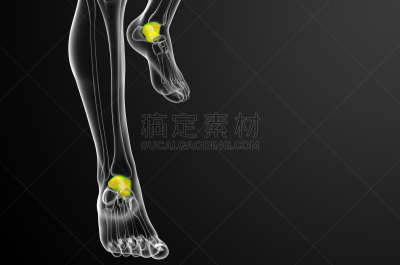 距骨,骨骼,三维图形,插画,水平画幅,足,人类肌肉,人,健康保健