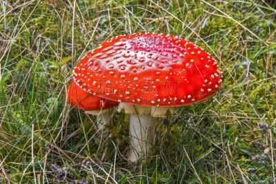 蘑菇,红色,花园矮人雕像,水平画幅,无人,苔藓,户外,生物学,草,特写