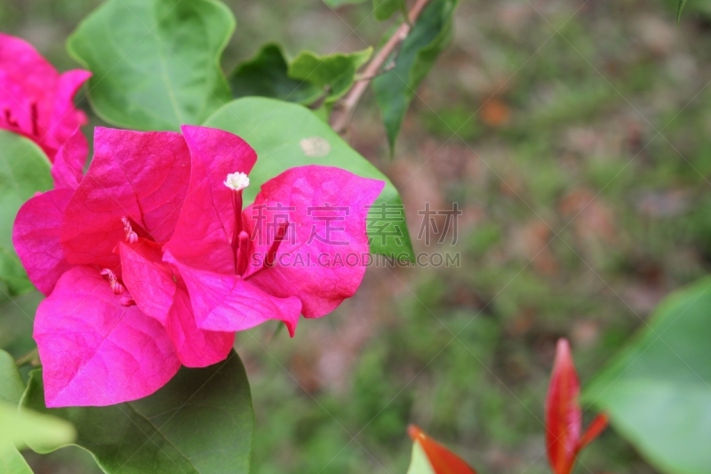 三角梅,园林,自然,自然美,紫色,花卉花环,品红色,植物园,美,公园