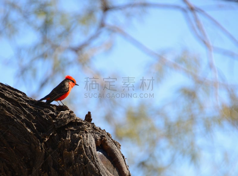 朱砂鹟,菲尼克斯市,美国,京燕,凤凰,西南方向,水平画幅,无人,鸟类,摄影