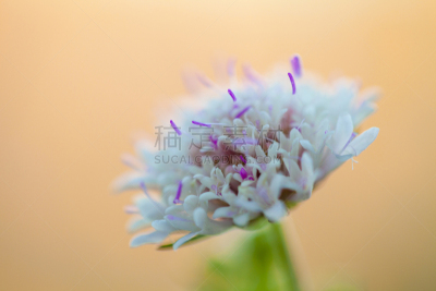轮峰菊,海滩,地中海,石菖蒲,华北蓝灵灰,加泰隆尼亚,水平画幅,无人,巴塞罗那,草