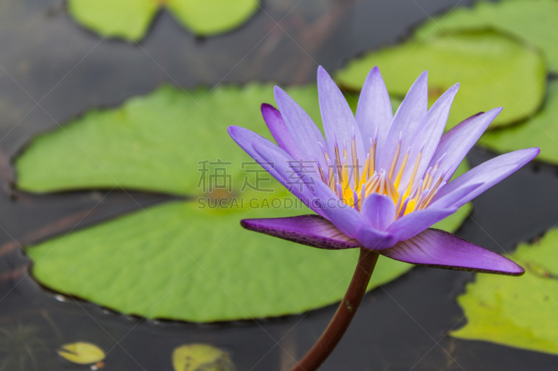 池塘,莲花,水生植物,水平画幅,蜜蜂,睡莲,无人,户外,班戈寇科省,泰国