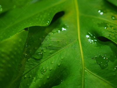 水,湿,面包果,雨,叶子,绿色,水滴,灌木,大特写,水平画幅