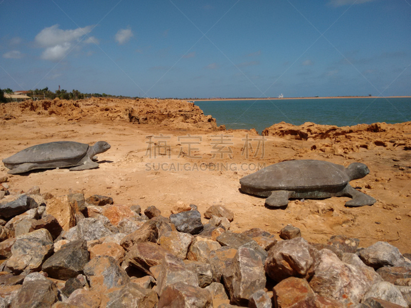 海龟,海滩,鸟巢,黑德兰港,海龟巢穴,澳大利亚,自然,野生动物,水平画幅,无人