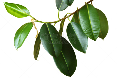 无花果树,印度榕,叶子,室内植物,背景分离,盆栽植物,绿色,白色背景,栽培植物,枝