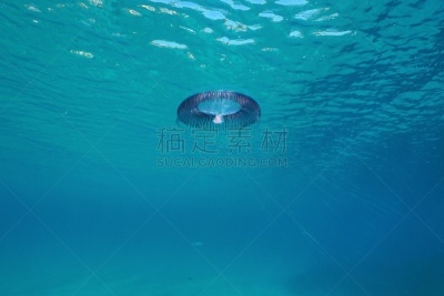 水面,在下面,水母,触须,赫罗纳省,海洋生命,野生动物,动物,水生动植物,地中海