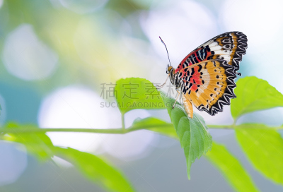 Colorful butterfly parked on the flower stalk in the sunny morning in the garden