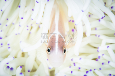 粉红色海葵,触须,海葵,瓦卡托比,苏拉威西,海葵鱼,生态多样性,水平画幅,水下,科学