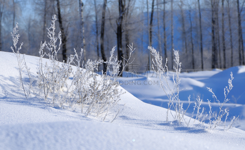 雪,草,霜,水平画幅,无人,阴影,户外,特写,白色,十二月