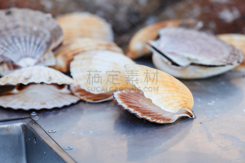 大量物体,贝壳,扇贝,自然,太空,式样,水平画幅,小的,无人,软体动物