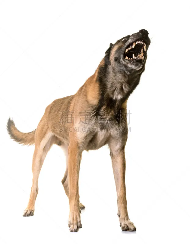 比利时玛伦牧羊犬 牧羊人 生气 垂直画幅 纯种犬 牧羊犬 白色背景 牙齿 背景分离 工作室图片素材下载 稿定素材 比利时玛伦牧羊犬 牧羊人 生气 垂直画幅 纯种犬 牧羊犬 白色背景 牙齿 背景分离 工作室图片素材下载 稿定素材