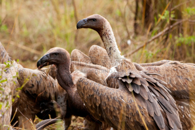 ruppell's griffon vulture,自然,野生动物,食肉鸟,水平画幅,无人,鸟类,非洲,野外动物,腐肉