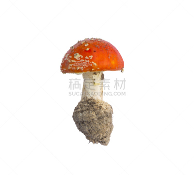 蘑菇,鹅膏菌,一个物体,背景分离,状态描述,多样,食品,草,研磨食品,自然美