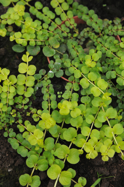 gold lysimachia,自然,垂直画幅,小的,无人,夏天,报春花科,珍珠菜,俄罗斯,草本