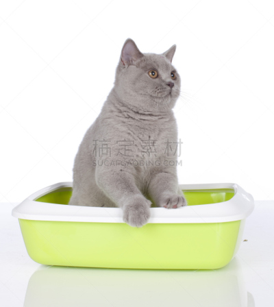 猫盒,猫,尿液,垂直画幅,住宅房间,浴室,无人,卫生间,背景分离,室内