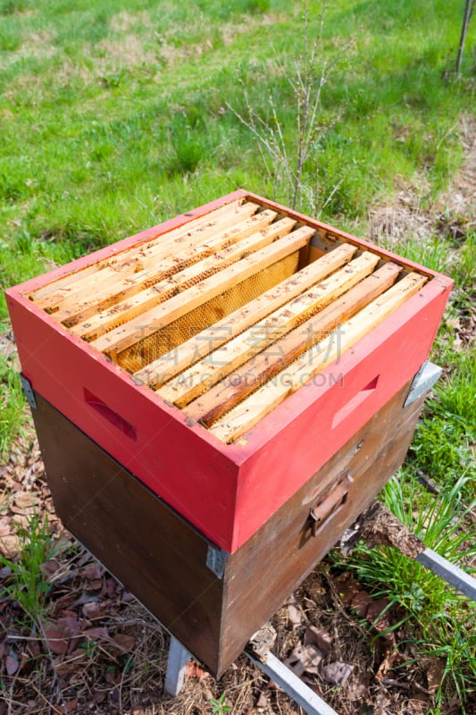 蜂箱,开着的,那波利甜点,昆虫群,蜂蜡,Beekeeper,梳子,养蜂,蜡,授粉