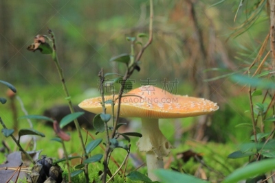 蘑菇,一个物体,伞形毒菌,毒蘑菇,美,水平画幅,枝繁叶茂,无人,苔藓,泥土