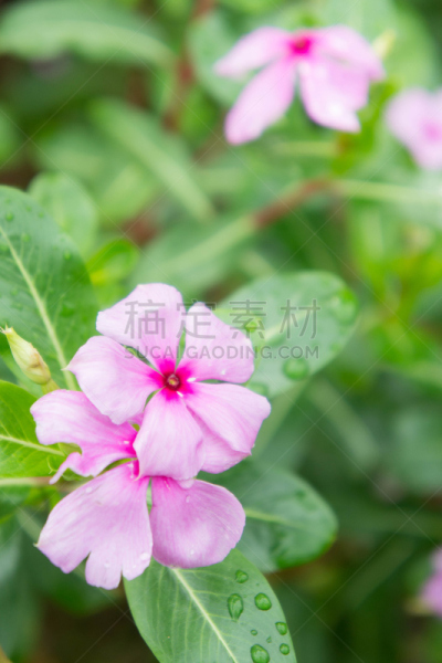 花朵,蔷薇属,园林,滨螺,苋属植物,马达加斯加,垂直画幅,美,公园,无人