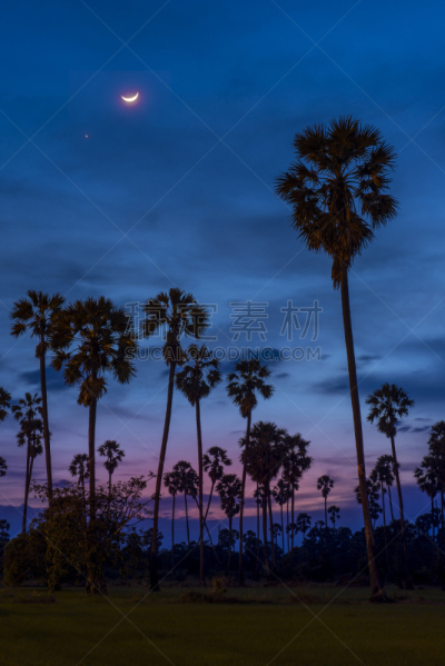 曙暮光,糖,色彩鲜艳,棕榈树,托蒂湖,泰国,门,户外,天空,时间