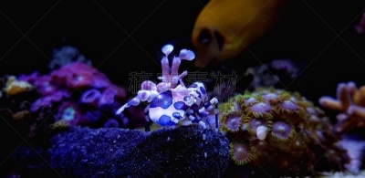 动物,水下,丑角虾,非凡的,气候,暗色,海洋生命,海星,小的,生物