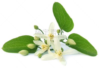 铁线莲,藤架,芳香的,棒棒糖,欧洲赤松,毛茛属植物,孟加拉,多年生植物,水平画幅,绿色