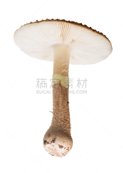 白色,分离着色,正下方视角,美洲豹,鸭舌帽,自然,白色背景,背景分离,垂直画幅,图像