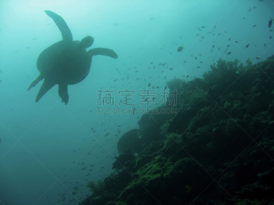 诗巴丹岛,婆罗洲岛,礁石,海龟,马布岛,沙巴州,在下面,水,水平画幅,无人