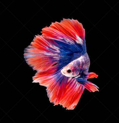 暹罗斗鱼,鱼类,分离着色,黑色背景,caudale moor,潜水艇,水族馆,垂直画幅,水,美