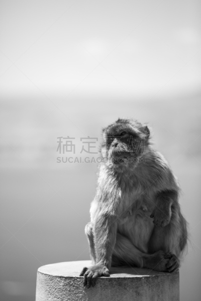 地中海猕猴,直布罗陀,猕猴,垂直画幅,猴子,特写,哺乳纲,看,人的脸部,英国