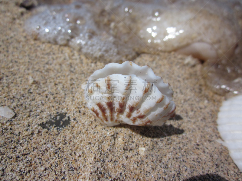 贝壳,沙子,美,褐色,水平画幅,户外,生物学,特写,篮球运动,泰国