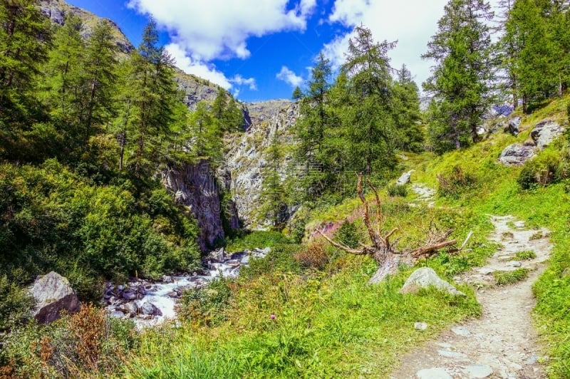 森林,莫堤玫瑰山,徒步旅行,格雷索,山谷市,小路,运动,瑞士阿尔卑斯山,奥斯塔山谷,松树