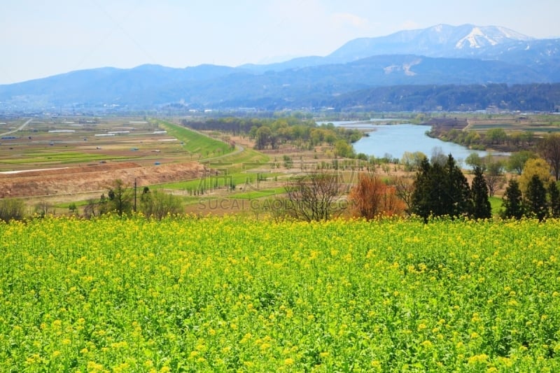 田地,油菜花,信浓川,长野县,芸苔,里山,草原,水平画幅,雪,无人