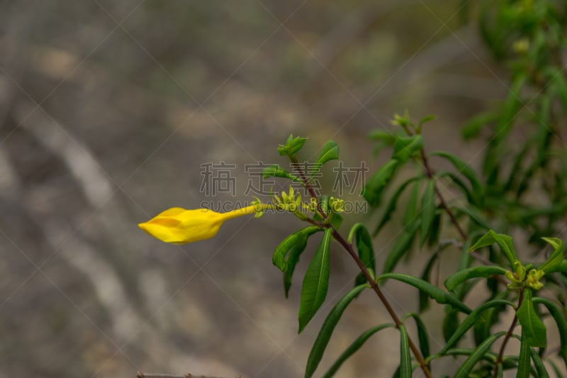 家畜,齿状山脊,美,墨西哥火桶仙人掌,水平画幅,无人,荆棘,湿,夏天,户外