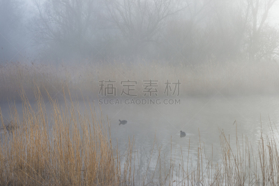 黑鸭,湖,冬天,雾,水鸟湖,福力沃兰,水,天空,水平画幅,无人