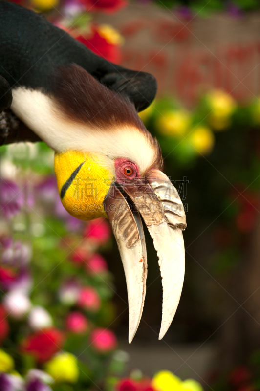 泰国,wreathed hornbill,亚洲,自然,动物园,人工饲养动物,垂直画幅,肖像,图像,雄性动物